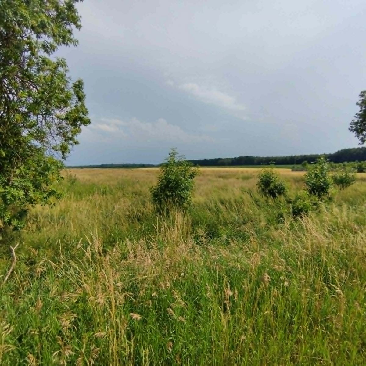 Plot - 6423 m² - Rybnicka Wilcza St.