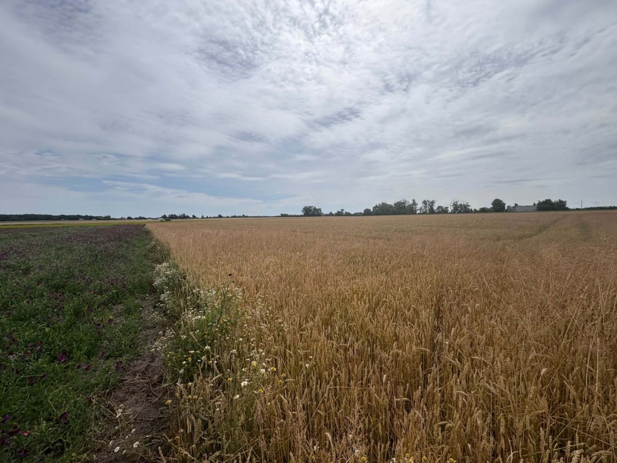 Plot - 3200 m² - Przecław