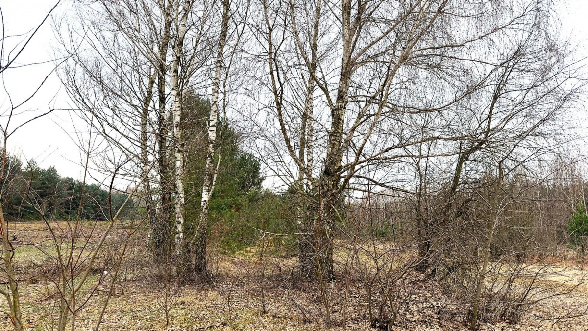Terreno - 10100 m² - Strobów
