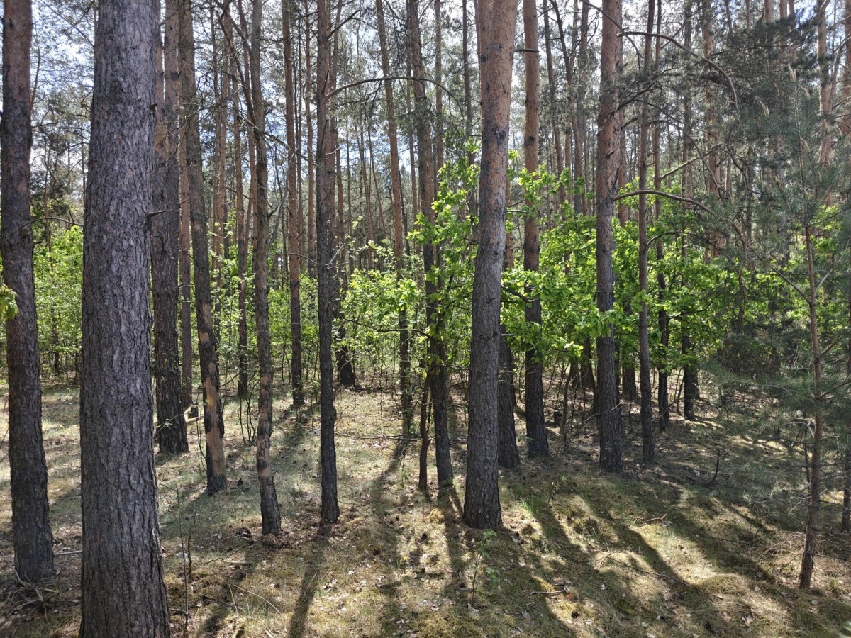 Apartamento - 5400 m² - c/ Kolejowa Krzyżówka