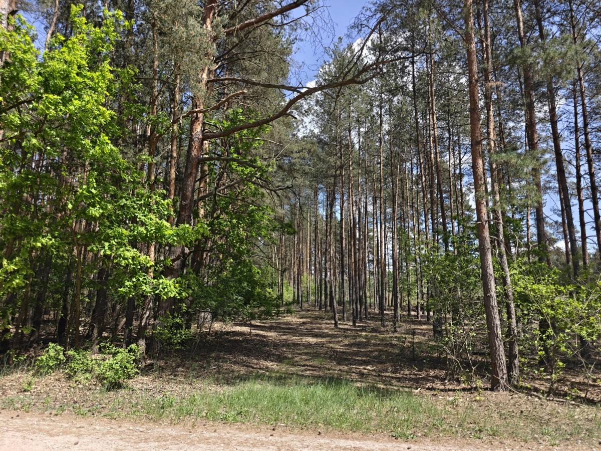 Apartamento - 5400 m² - c/ Kolejowa Krzyżówka