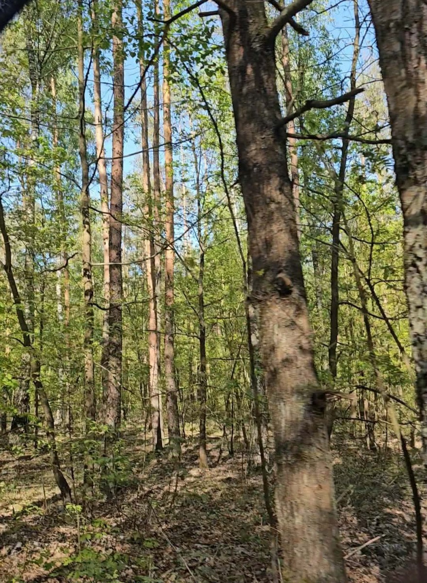 Grundstück - 11500 m² - Mszczonów