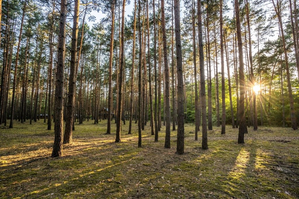 Grundstück - 600 m² - Osłonin