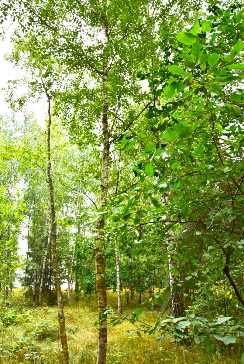 Plot - 3561 m² - Jaroszki