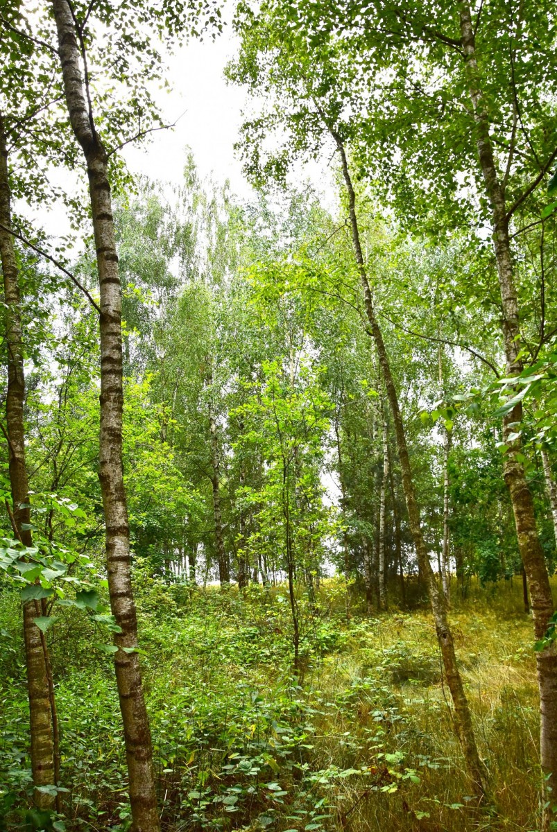 Plot - 3561 m² - Jaroszki