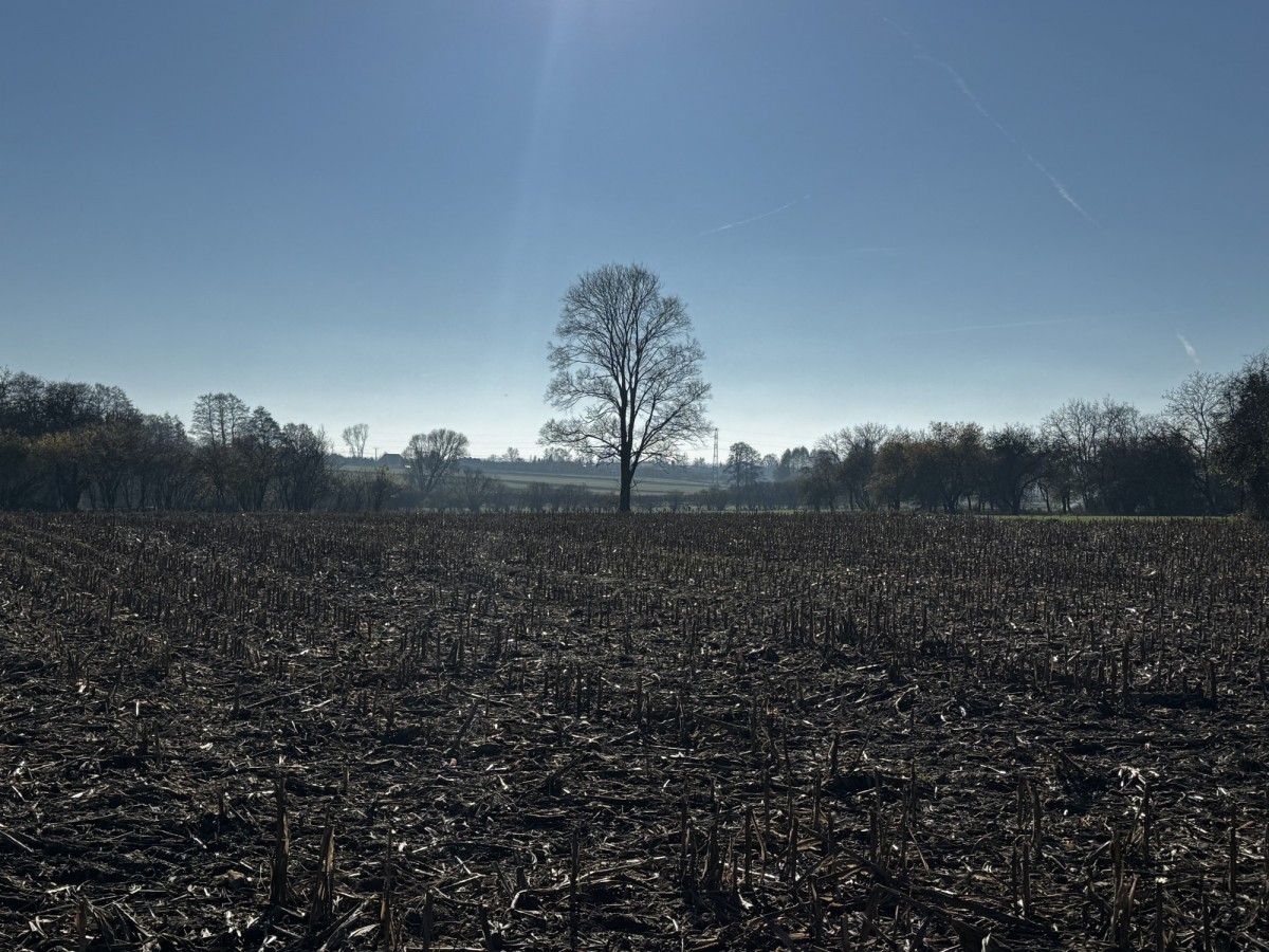 Terreno - 6302 m² - Colonia Łaznów