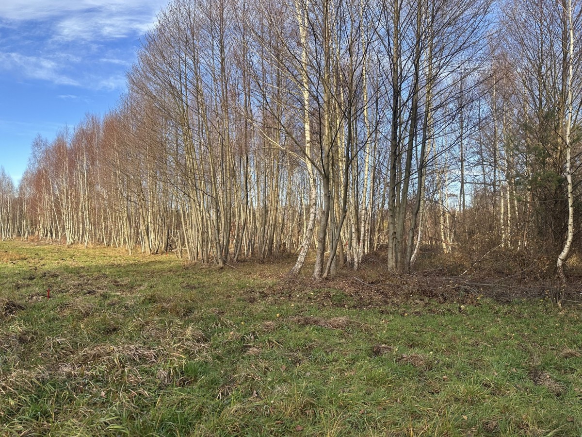 Działka - 700 m² - Arciechów
