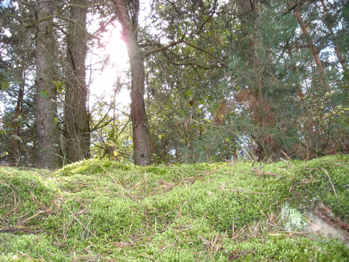 Terreno - 23000 m² - Trojaczek