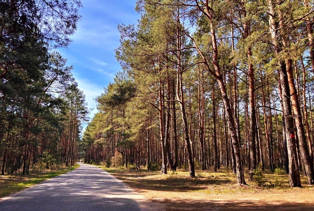 Działka - 4239 m² - Kalinowo