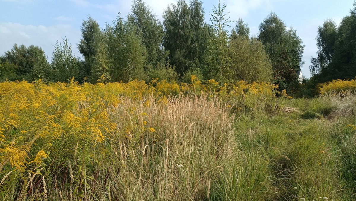 Grundstück - 1458 m² - Jeżynowa Straße Bytkowo