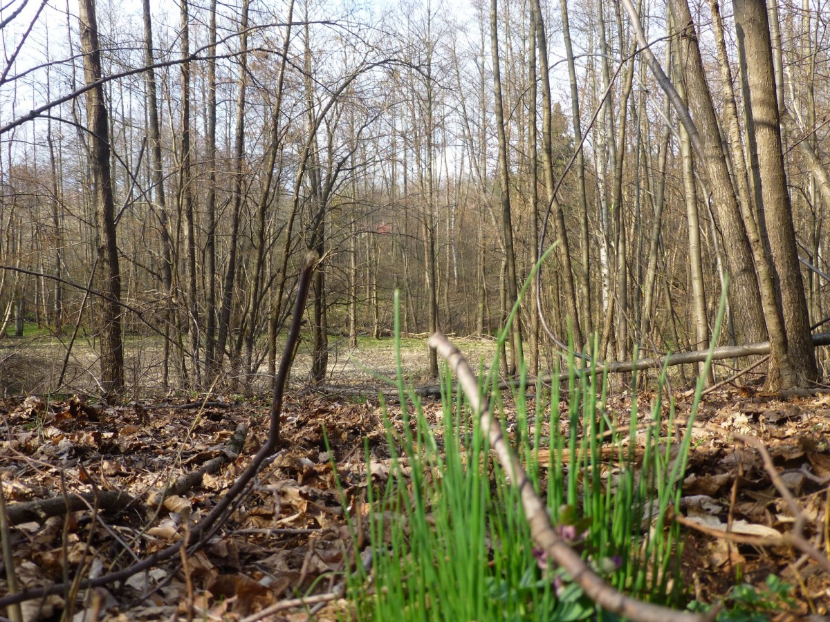 Działka - 8900 m² - Brzyczyna