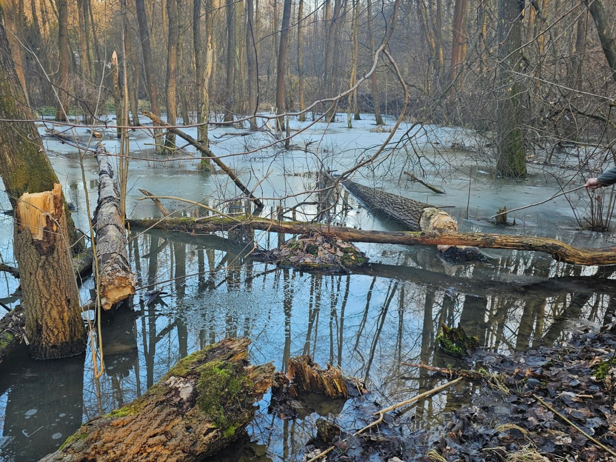Działka - 8900 m² - Brzyczyna