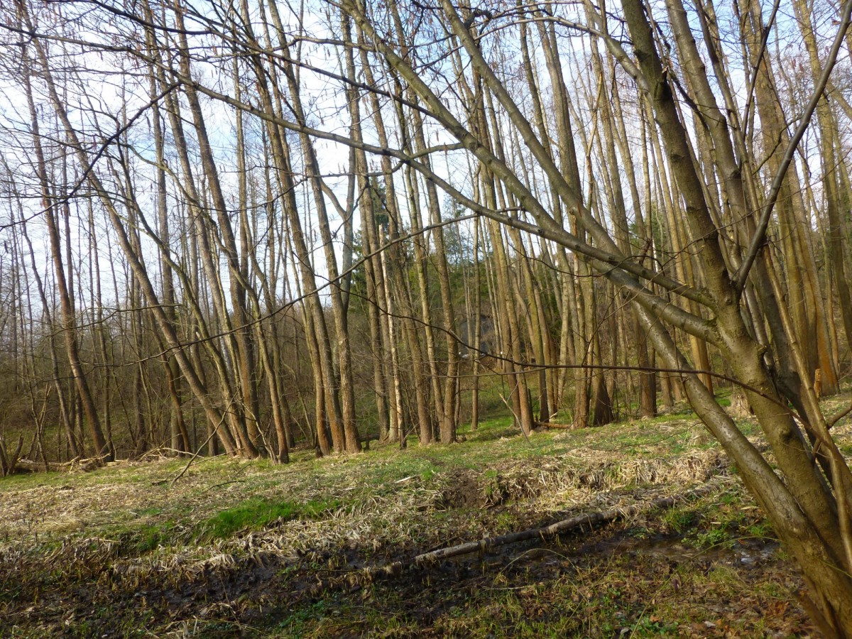 Działka - 8900 m² - Brzyczyna