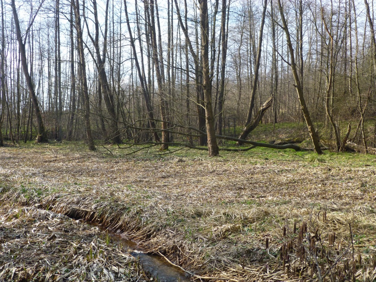 Działka - 8900 m² - Brzyczyna