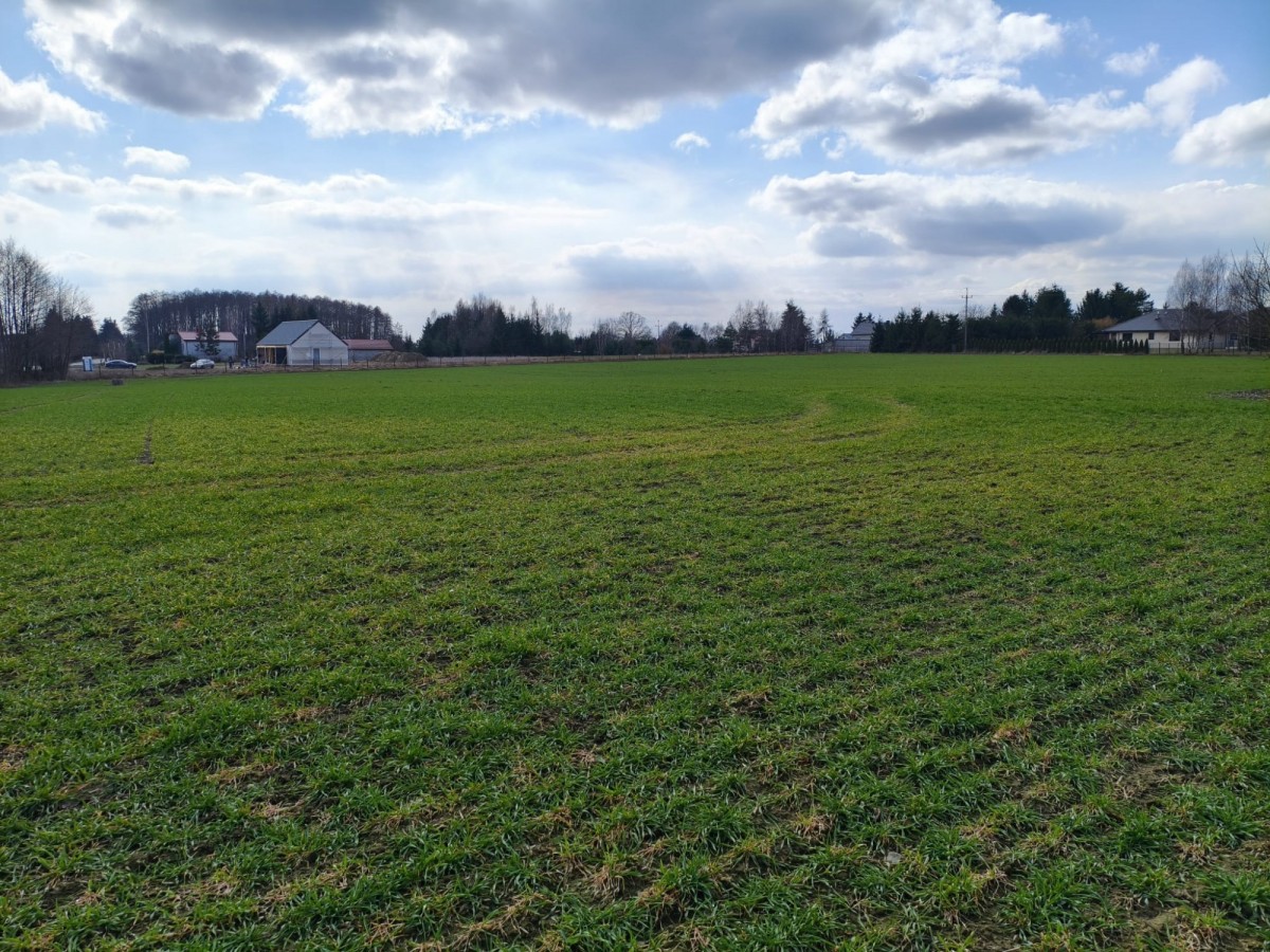 Plot - 1558 m² - Miszewko Strzałkowskie