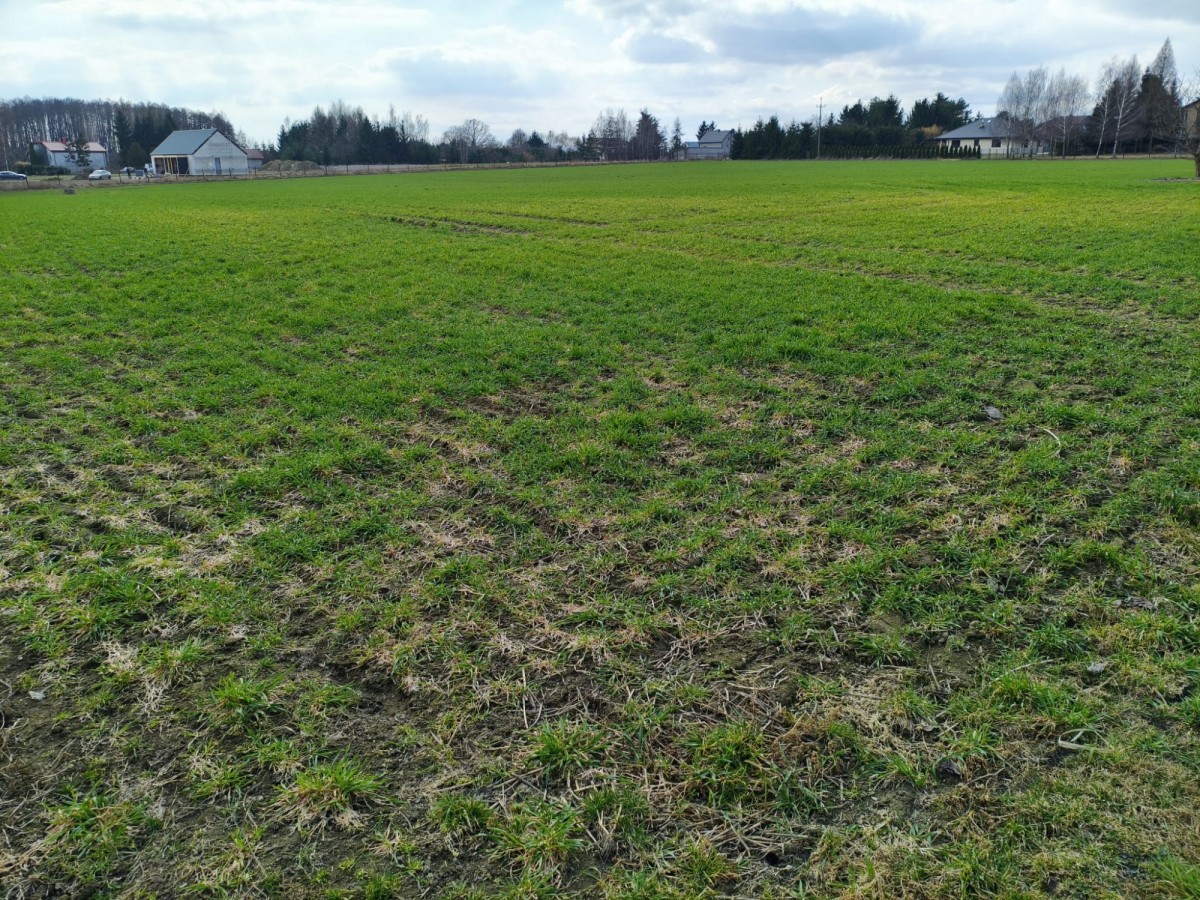 Plot - 1558 m² - Miszewko Strzałkowskie